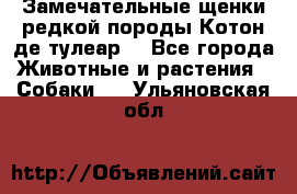 Замечательные щенки редкой породы Котон де тулеар  - Все города Животные и растения » Собаки   . Ульяновская обл.